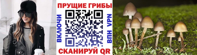 наркота Волчанск Галлюциногенные грибы MAGIC MUSHROOMS